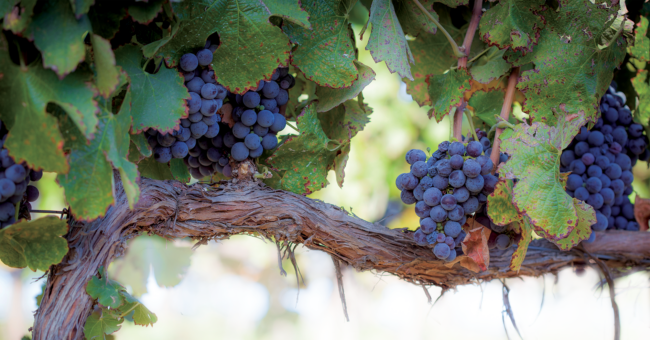 Bunches of grapes on vines.